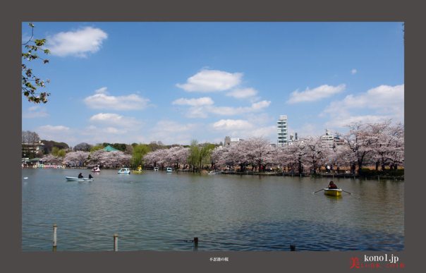 上野公園の桜05