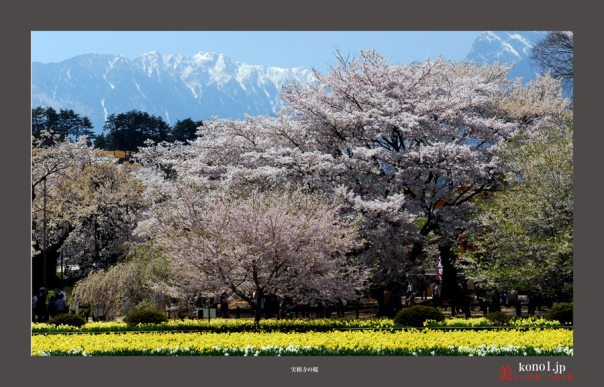 山高神代桜01