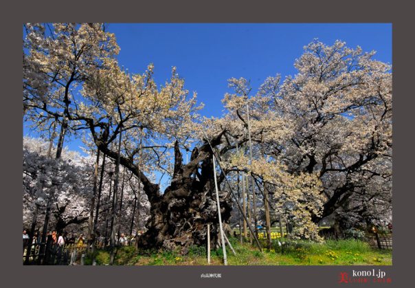 山高神代桜02