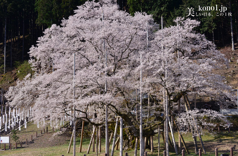 根尾谷　淡墨ザクラ　岐阜県　日本三大桜　日本桜１００選　桜古木　