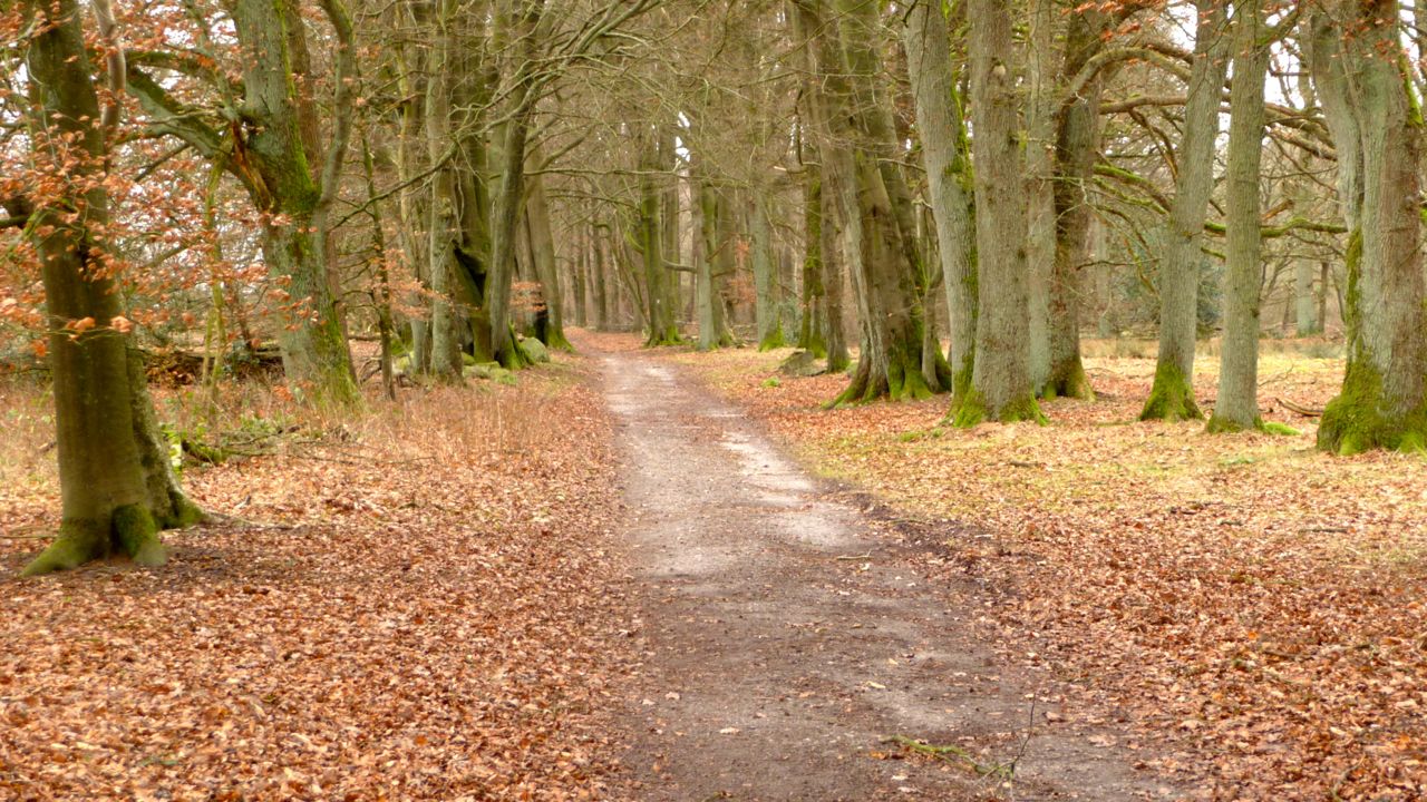 E1004 (Selk Brekendorf Reiterhof Kirchhorst) 23,2 km laut GPS, 5