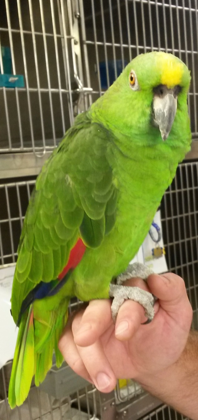 Birds for Adoption AKA SecondHand Birds Kookaburra Bird Shop, LLC