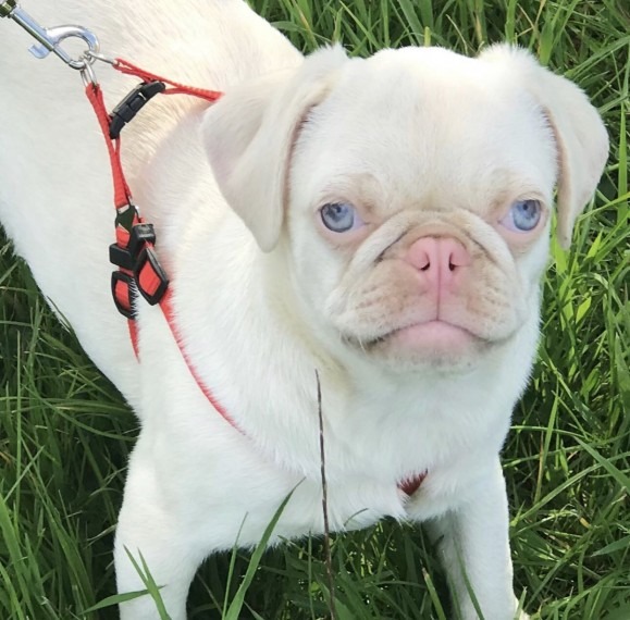 All You Need To Know About Pug Colors Kooky Pugs