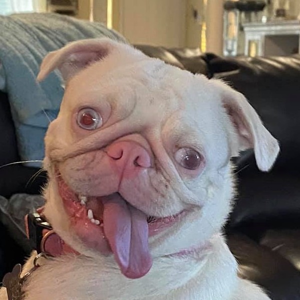 Albino Pugs Rare Little Pugs Will Steal Your Heart Kooky Pugs