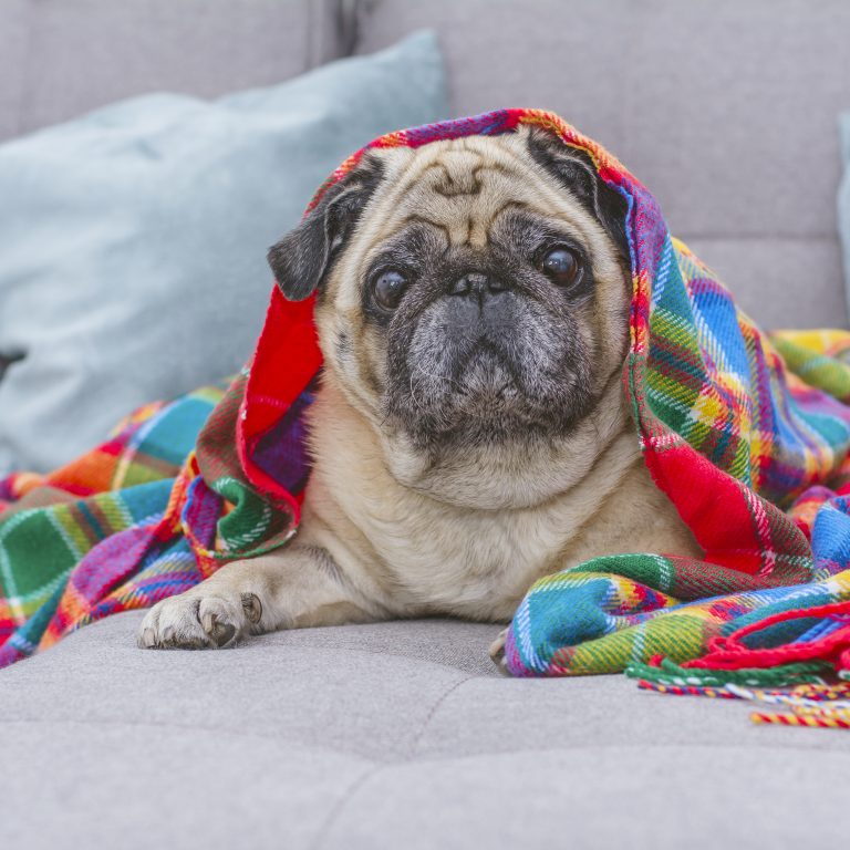 What Is The Lifespan Of Pugs & How To Extend It Kooky Pugs