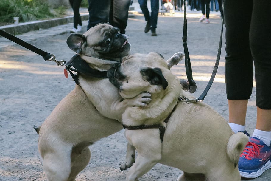 Aggressive Pugs Put An End To Pug Conflicts! Kooky Pugs