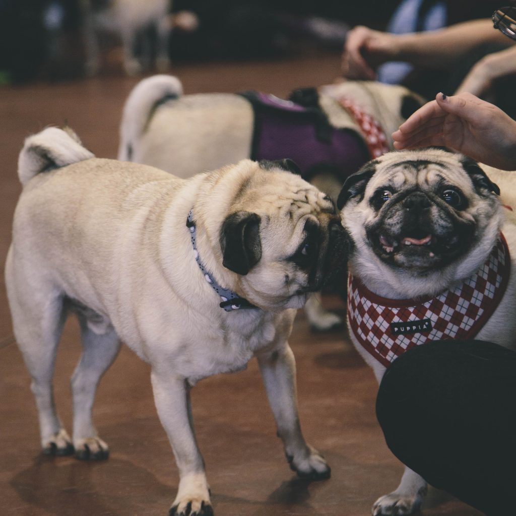 PugswithHumans Kooky Pugs