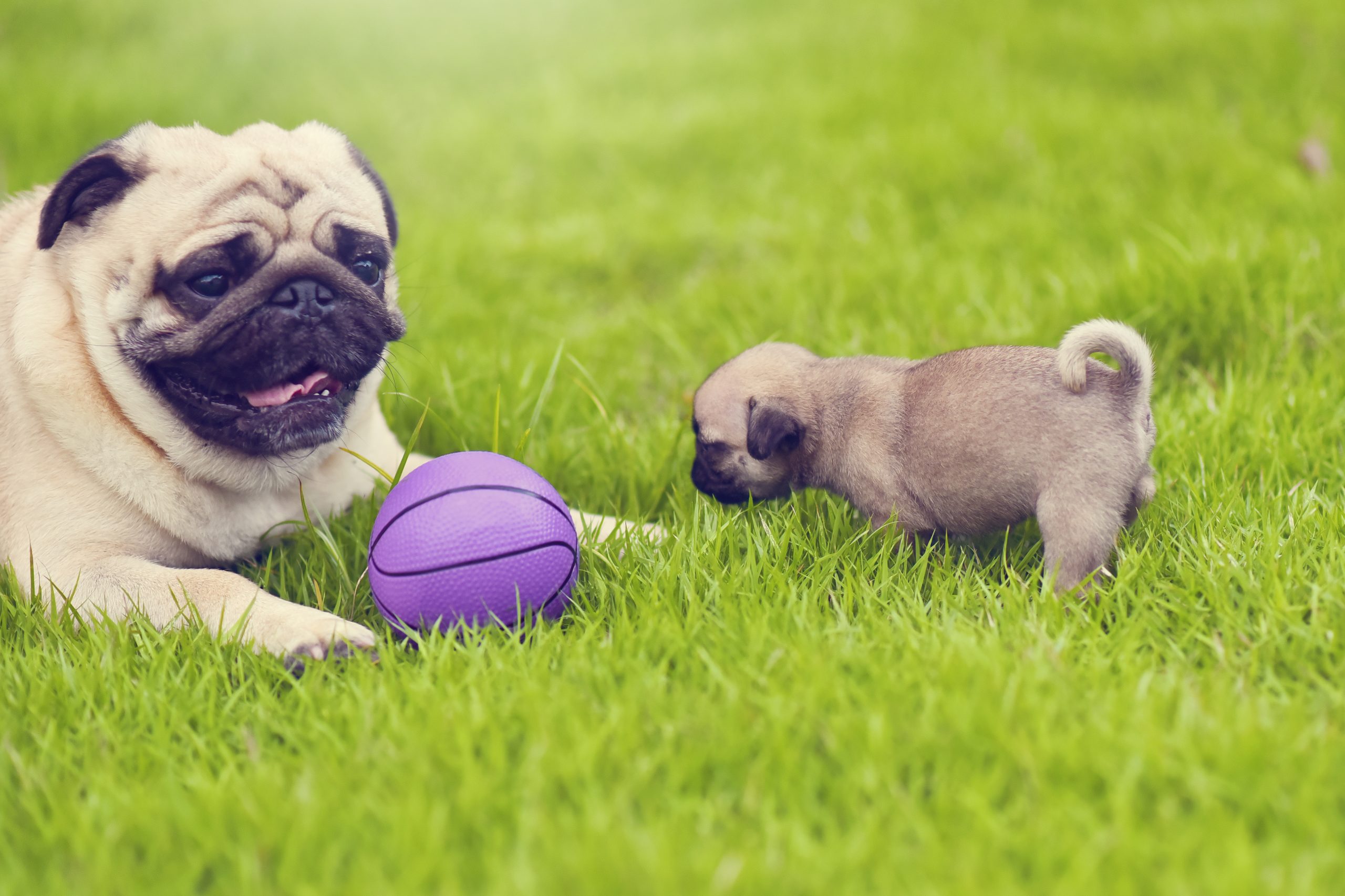 Pug Puppy With Toy Kooky Pugs
