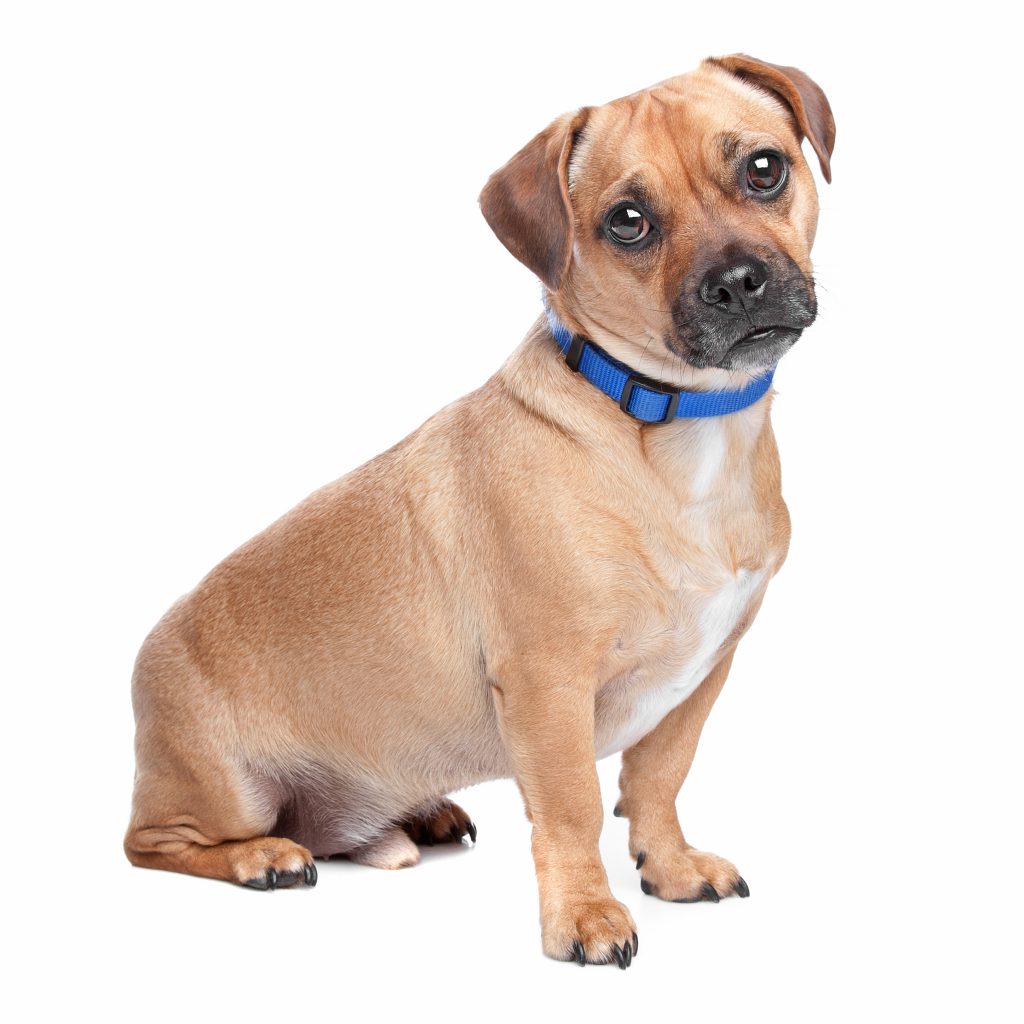 Retro Pugs A Complete Guide To A Healthier Pug Version Kooky Pugs