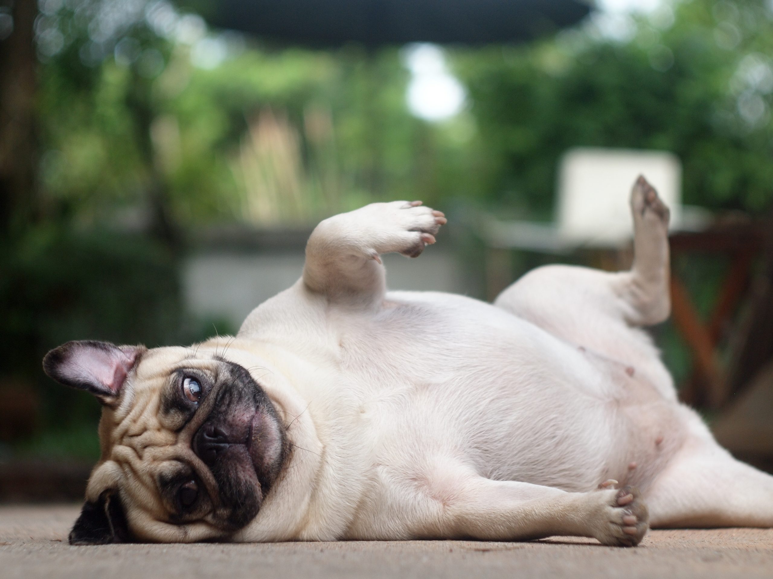 Rolling Over Pug Kooky Pugs