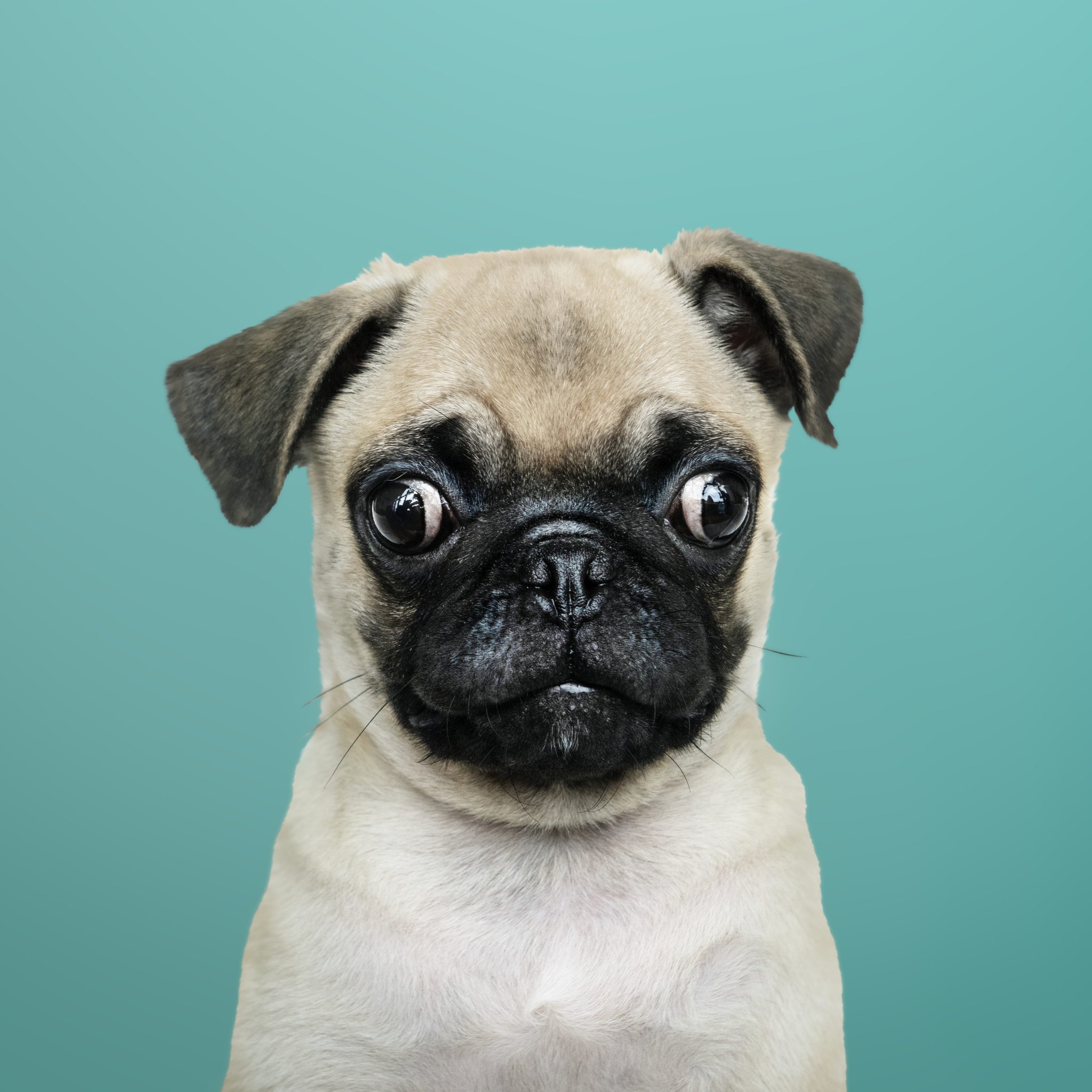 Strabismus Kooky Pugs