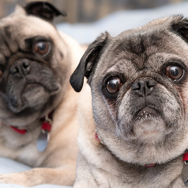 Pug Life For Forever Pug Parents And Pug Peeps! Kooky Pugs