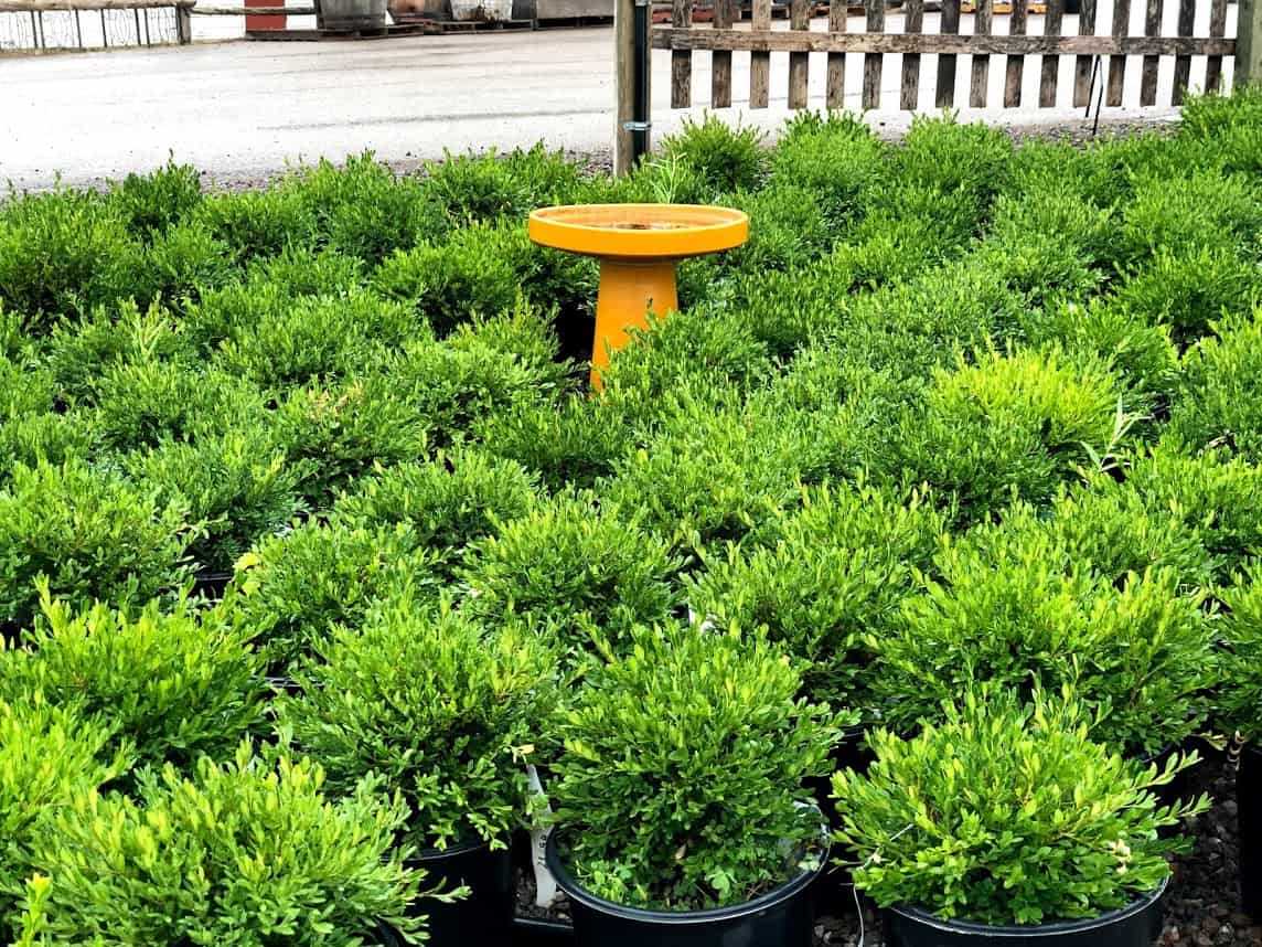 Plants to Know and Grow Boxwood Kool Breeze Farms