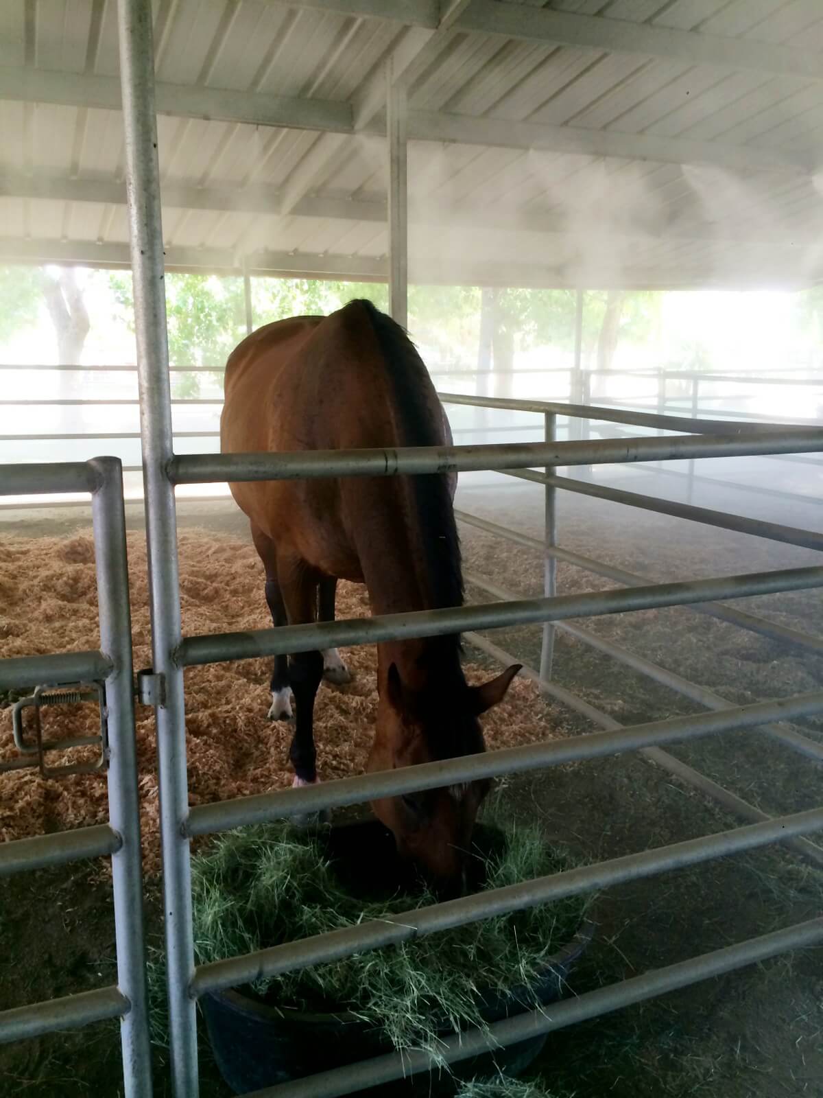 Keep Horses Cool with Equestrian Center Misting Koolfog