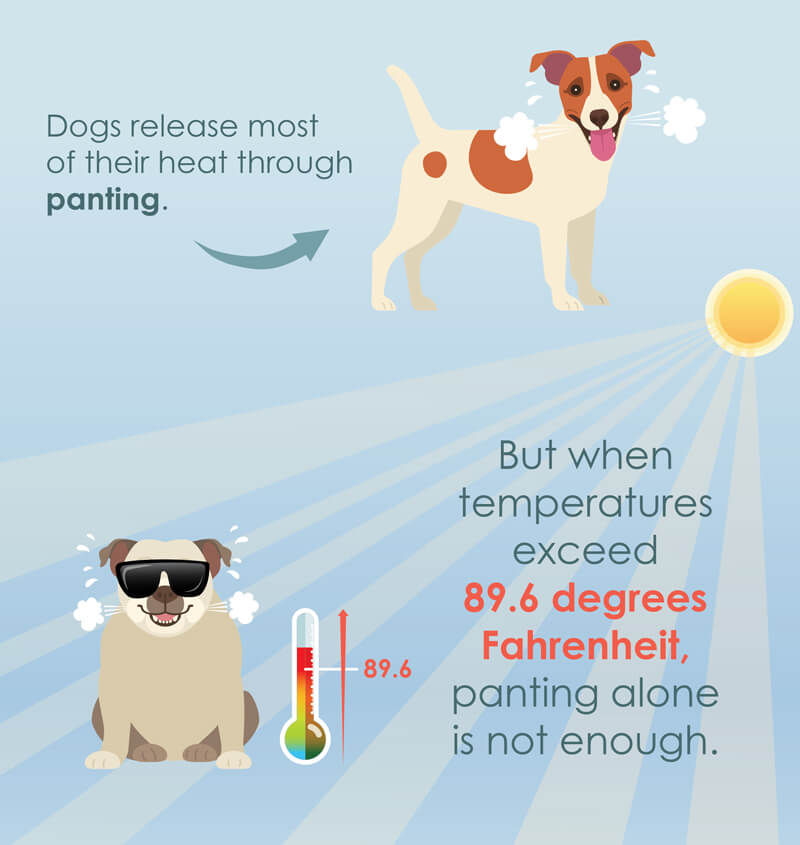 Dogs Cooling Animal Misting Systems