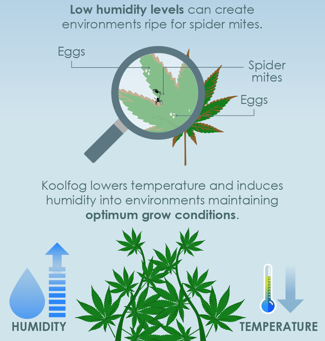 Cannabis Humidification by Koolfog for Greenhouse