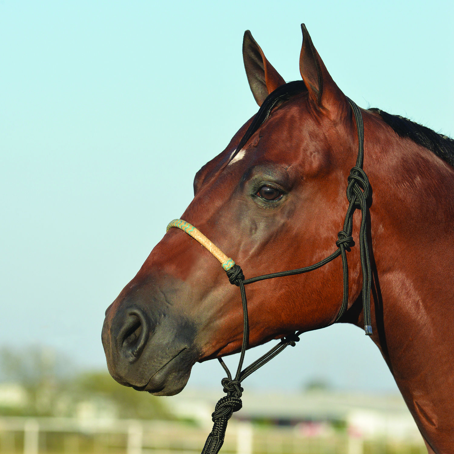 Classic Equine Braided Rawhide Rope Halter with 8' Yacht Line Lead and