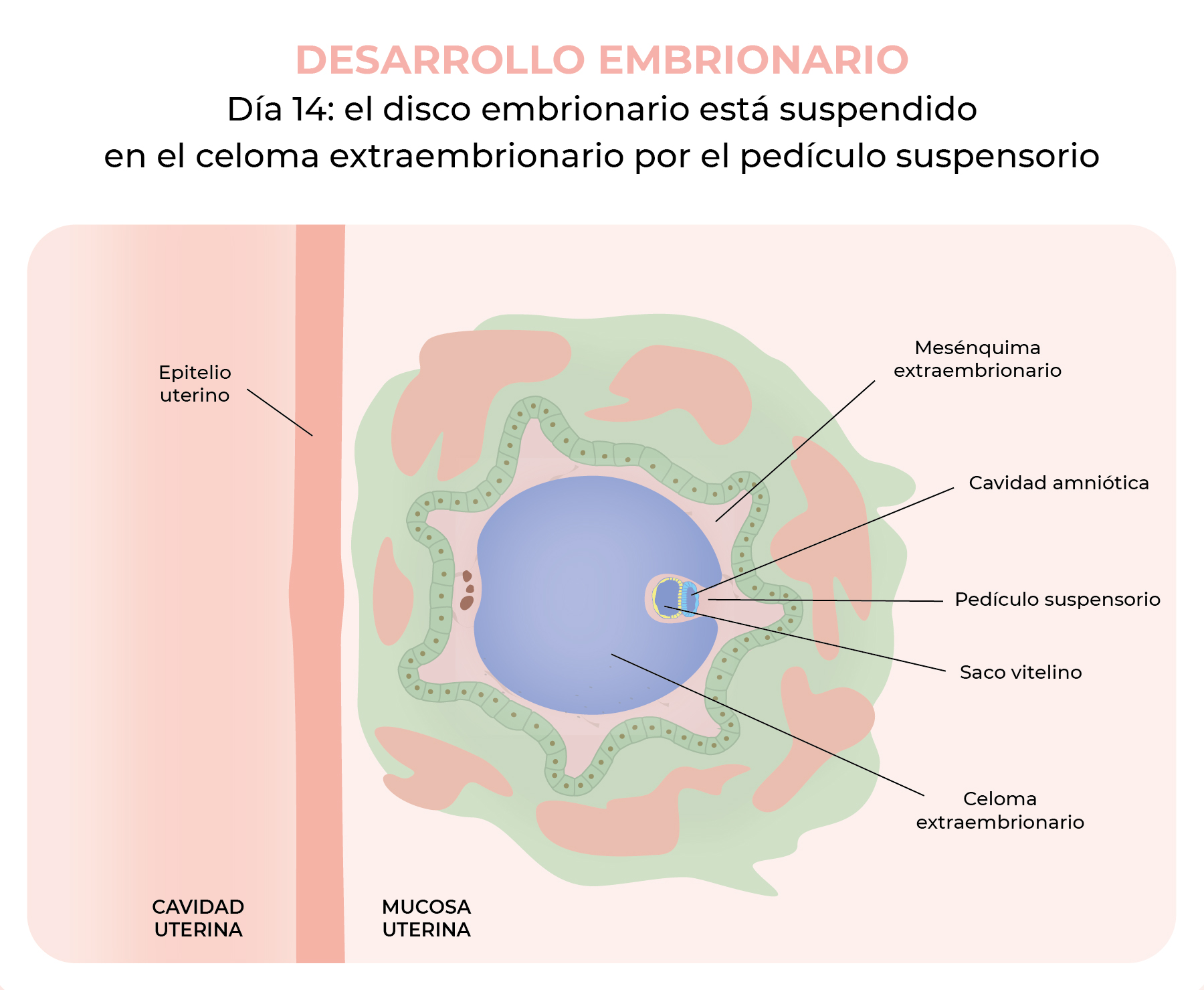 Arriba 39+ imagen primera y segunda semana del desarrollo embrionario