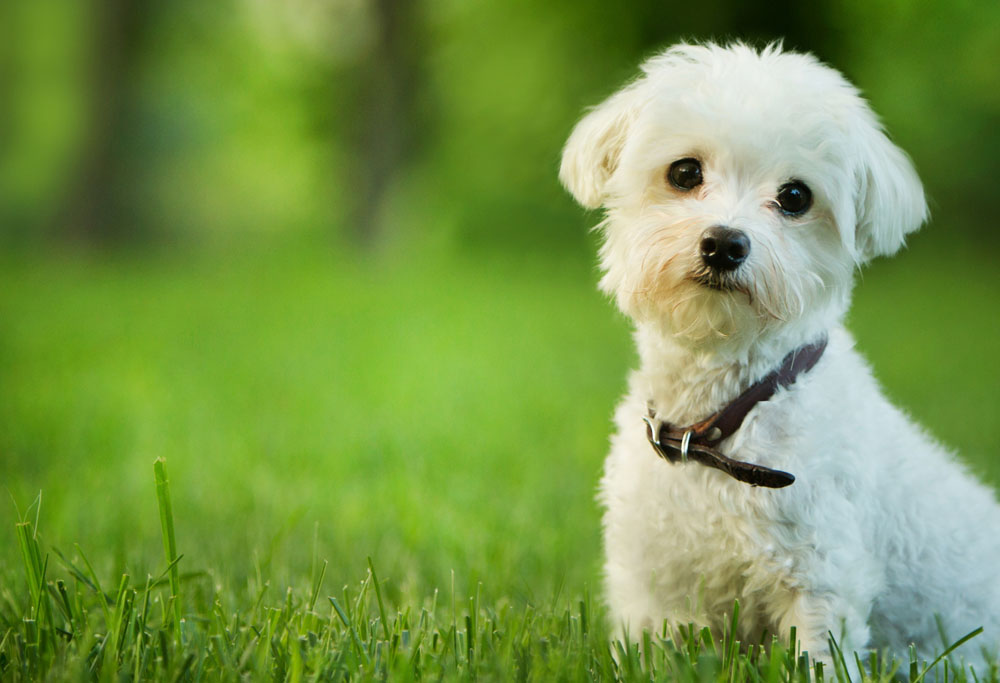 Maltese Terrier Bir Maltayı Terrier Yapan Nedir? KöpekBilgi