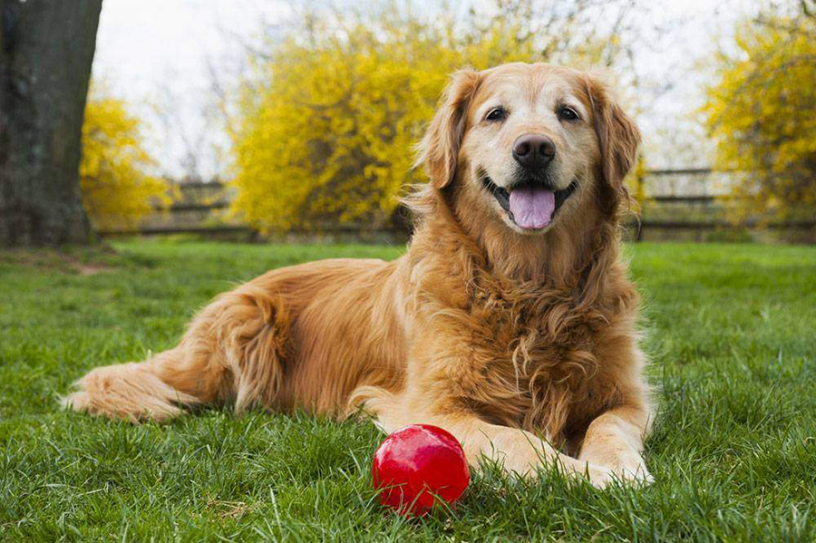Golden Retriever Kaç Yıl Yaşar? KöpekBilgi