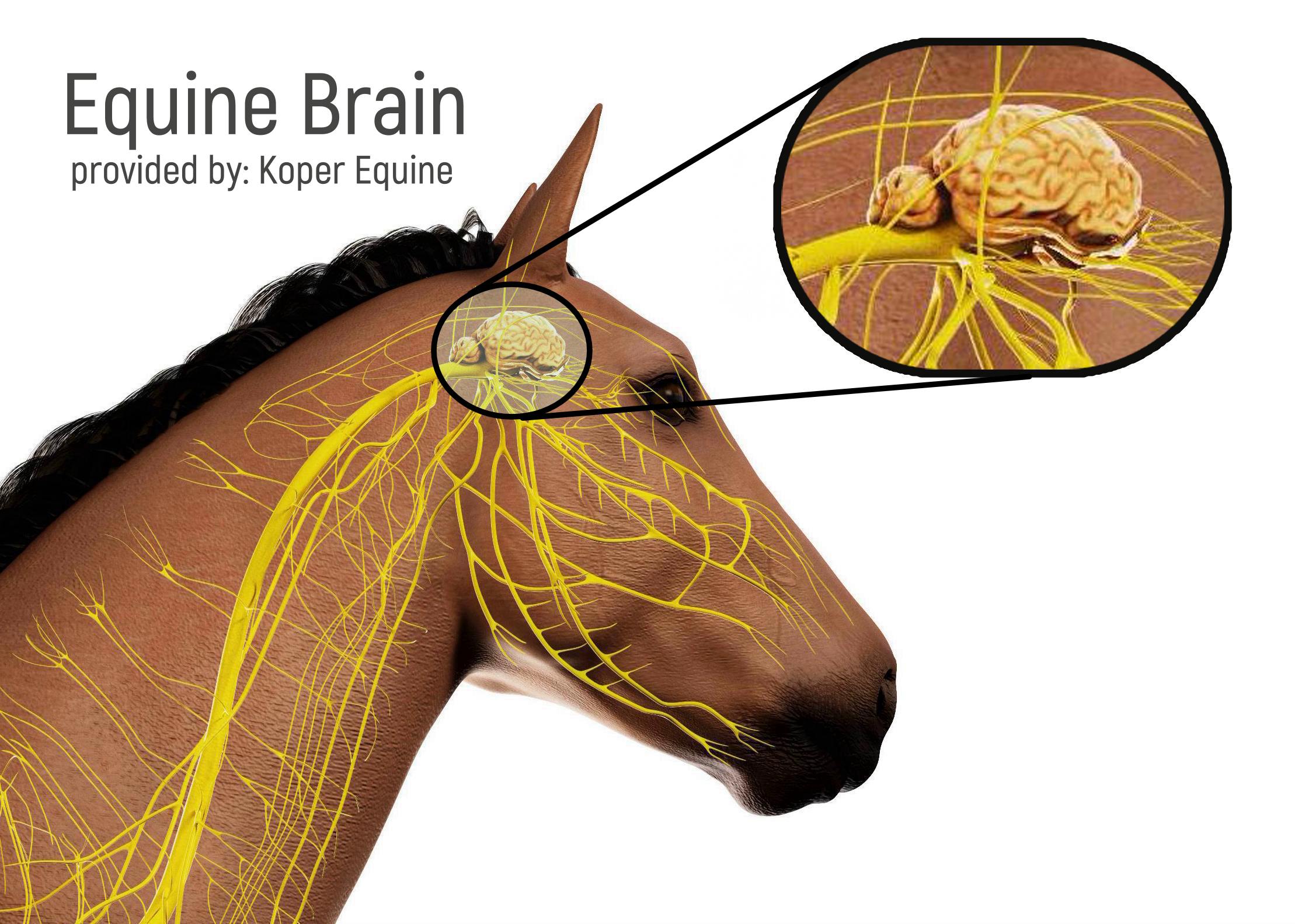 3d rendered anatomy of the equine anatomy Koper Equine