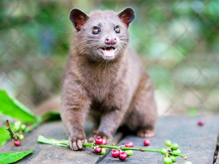 Kopi Luwak - Sejarah, Perkembangan, dan Rasa