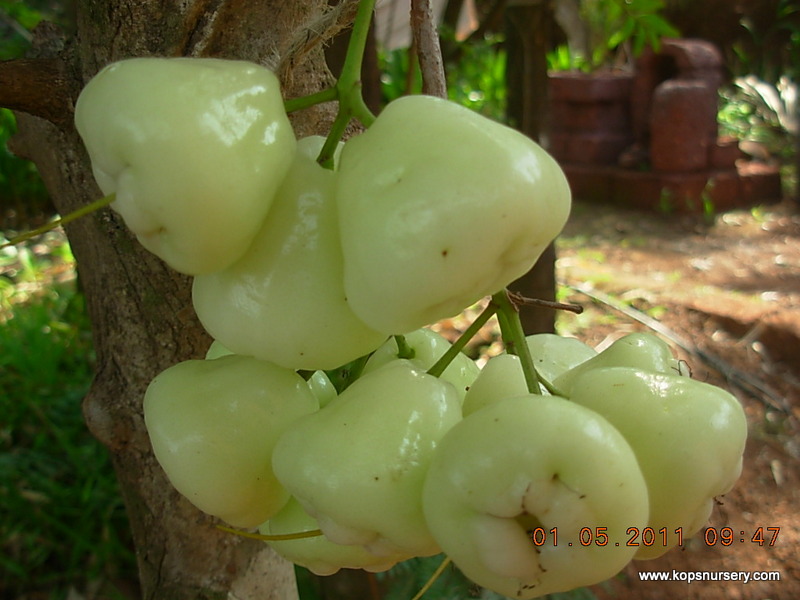 Safed Jaam Kop's Nursery