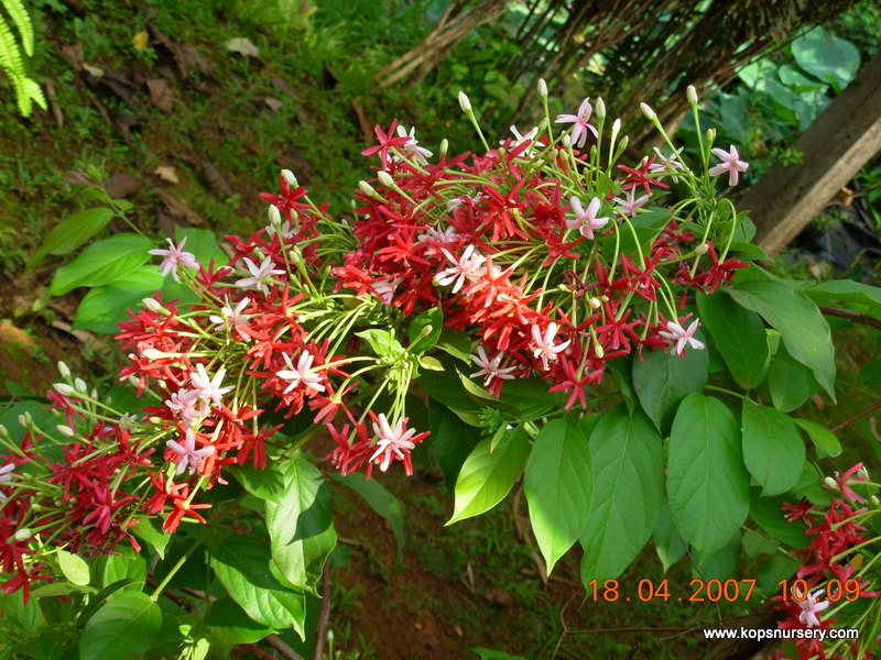 DoubleRangoonCreeper Kop's Nursery