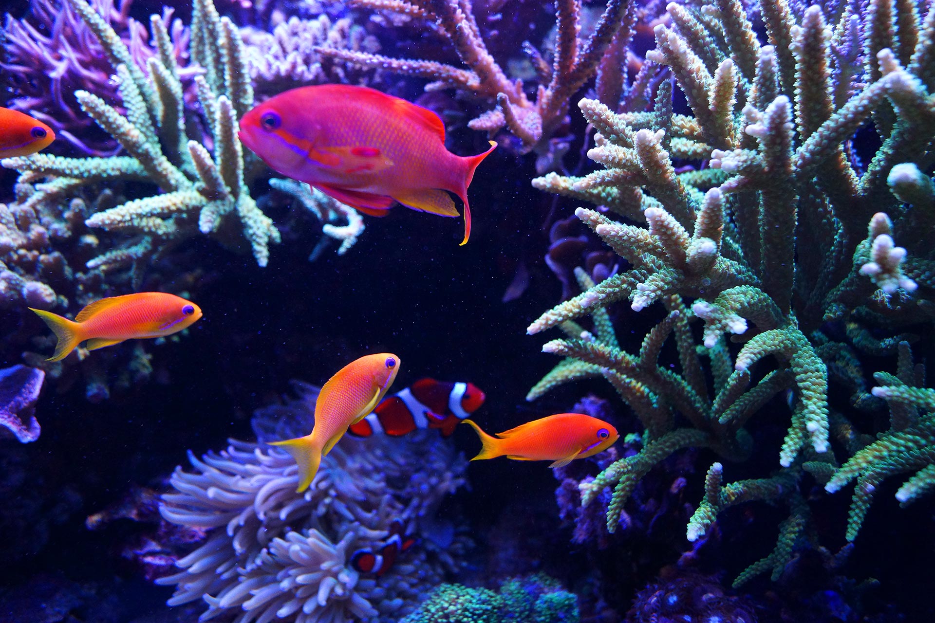 Fische für das RiffAquarium