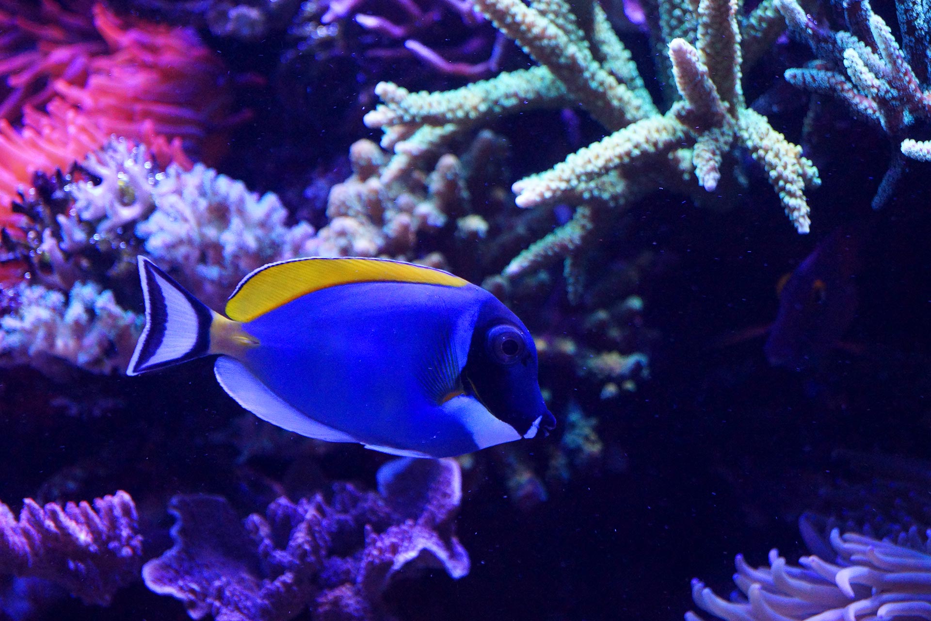 Fische für das RiffAquarium