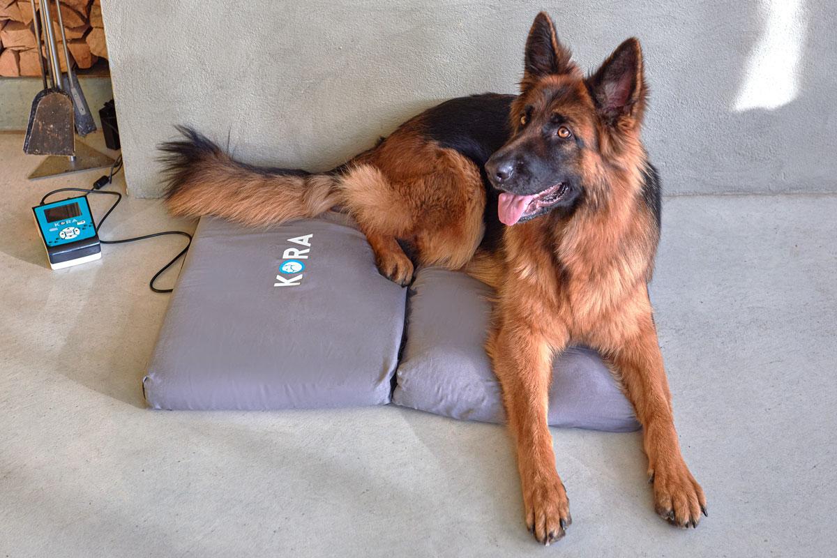 PEMF therapy for dogs » Koratherapy