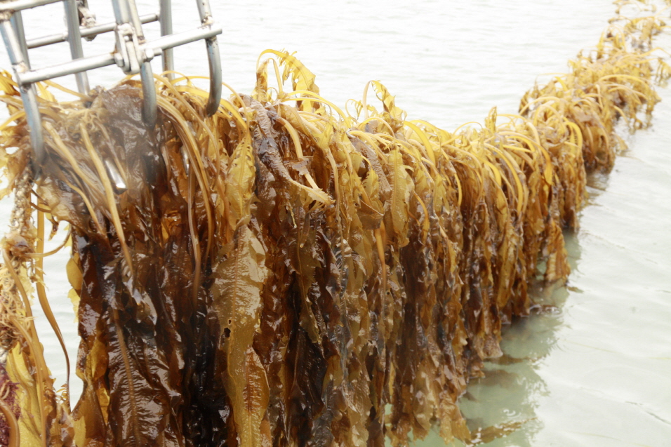 Wando County Designates May 8 as Sea Mustard Day Be Koreasavvy