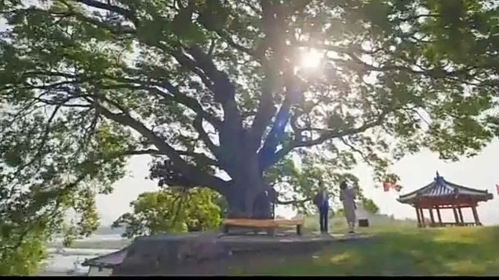 23 Interesting Facts About “Extraordinary Attorney Woo” » Korean All Day