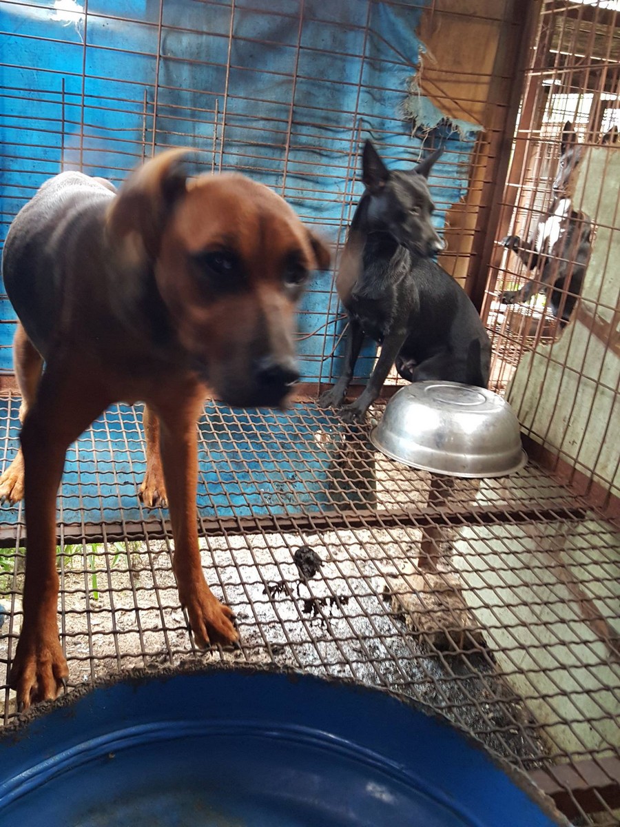 [Urgent] 45 Dogs being rescued by Nami Kim and her team needs your