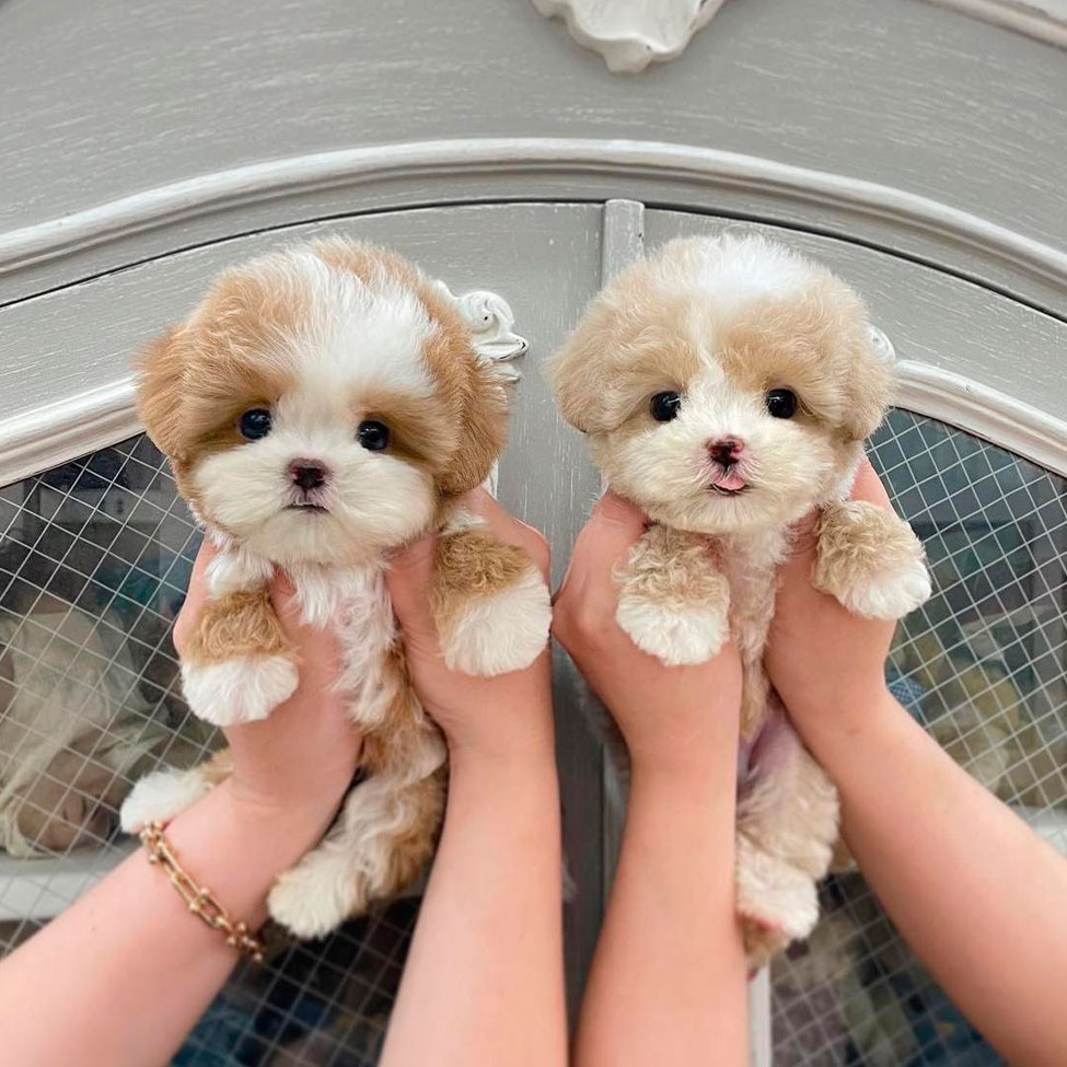 Delivery Puppies of small dog breeds