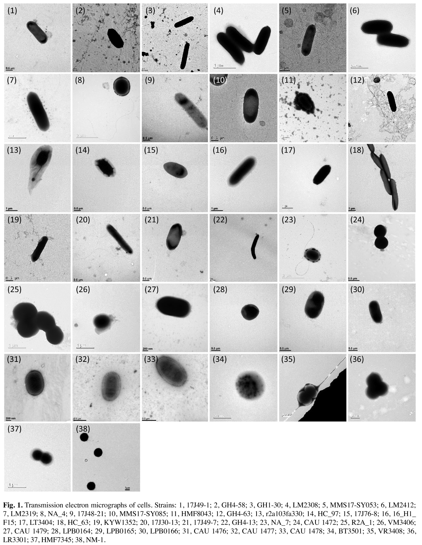 A report of 38 unrecorded bacterial species in Korea within the classes