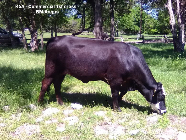Beefmaster Calves and Yearlings for Sale, Beefmaster Cattle for Sale