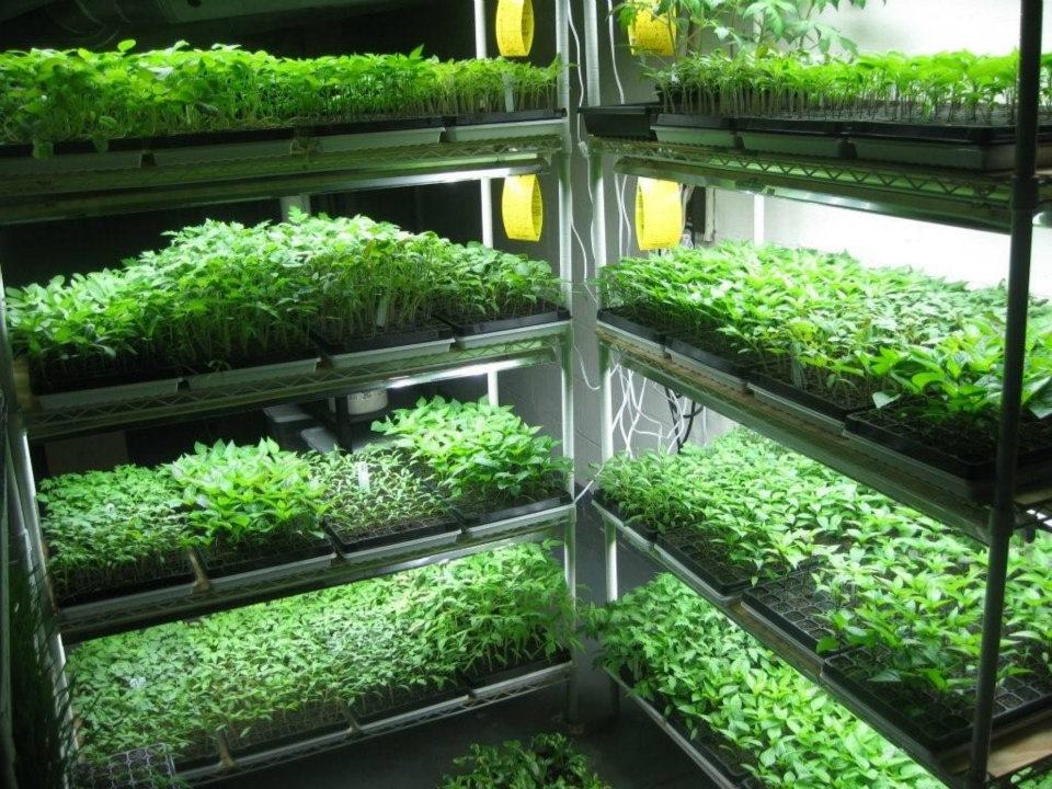 biltema växtbelysning Växtbelysning | Korpnästet