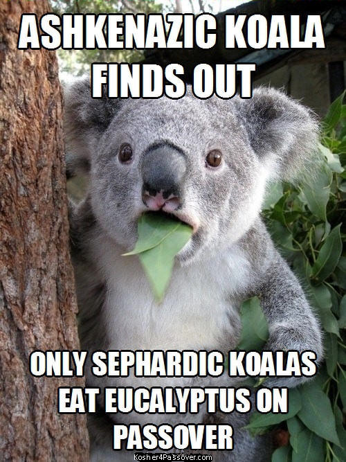 Kosher for Passover Passover Memes
