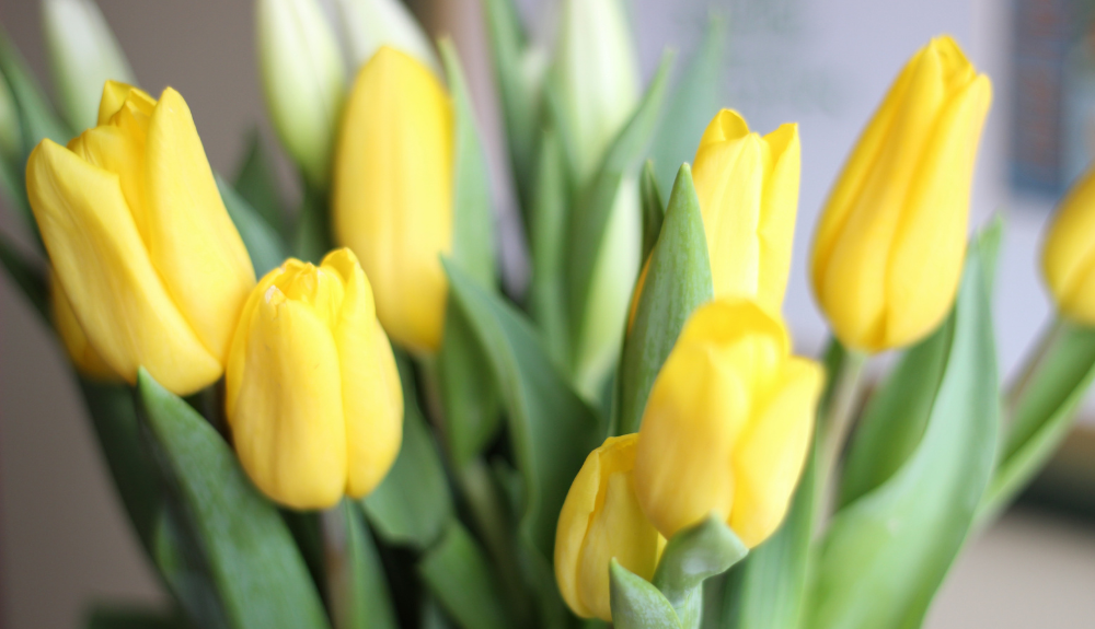 Amazon Prime Members Get 15 Tulips for Only 9.99 at Whole Foods
