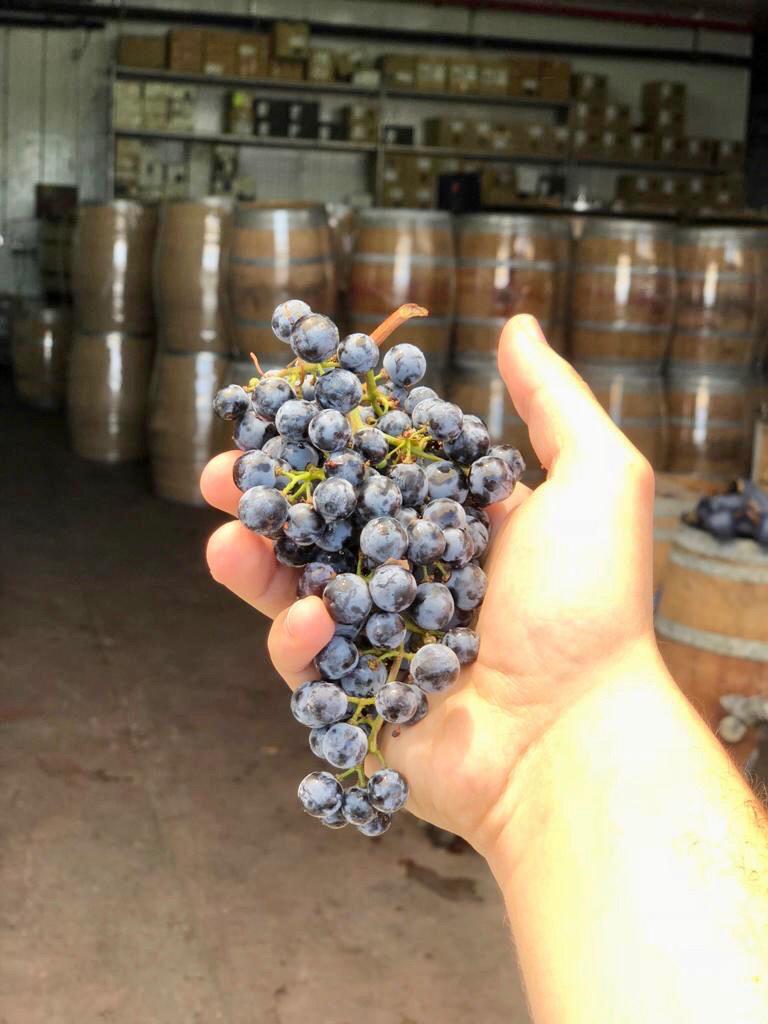 What Makes a Wine Kosher? Kosher Wine Life