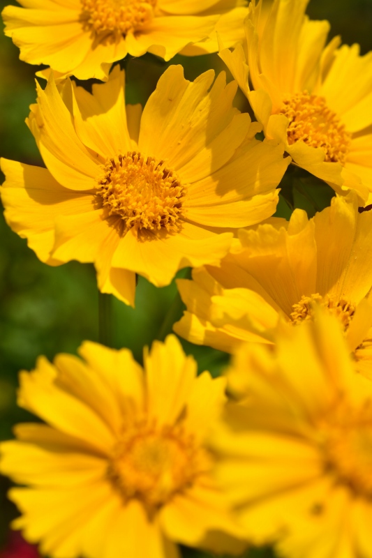 オオキンケイギクのマクロ撮影 特定外来生物で駆除対象になってます コシタツ Com