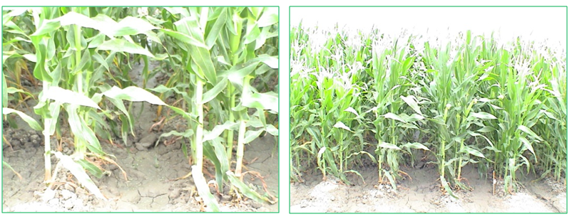 Study and Determination of the best Plant Density and Planting Patterns