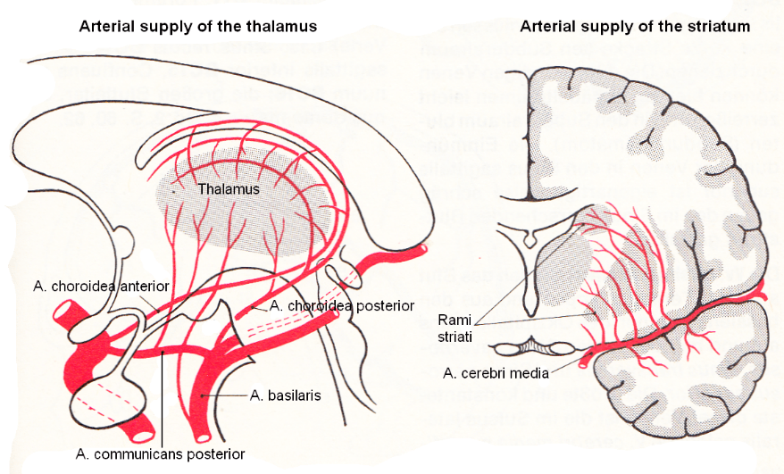 Basal ganglia, Cortex and Pyramidal tract repair through 2 years of