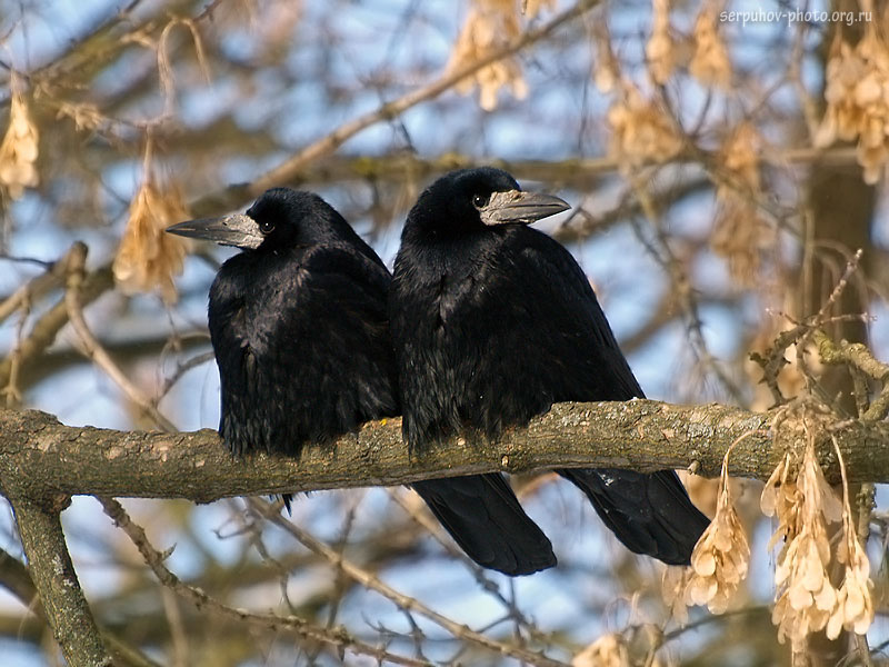 Птица грач: что мы знаем об этом вестнике весны? Грач (corvus frugilegus) Что за птица грач