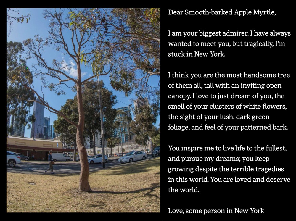 Email Love Letters to Trees