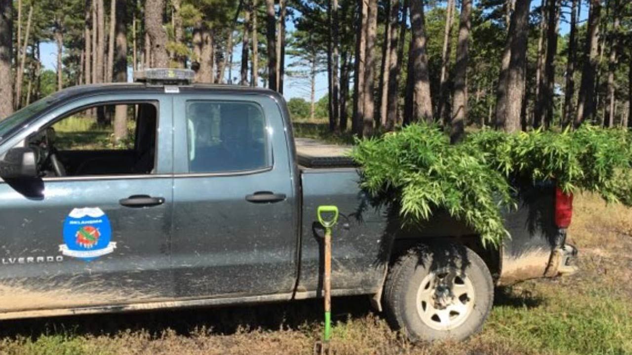 Game Wardens Uproot Illegal Marijuana Grow Site In