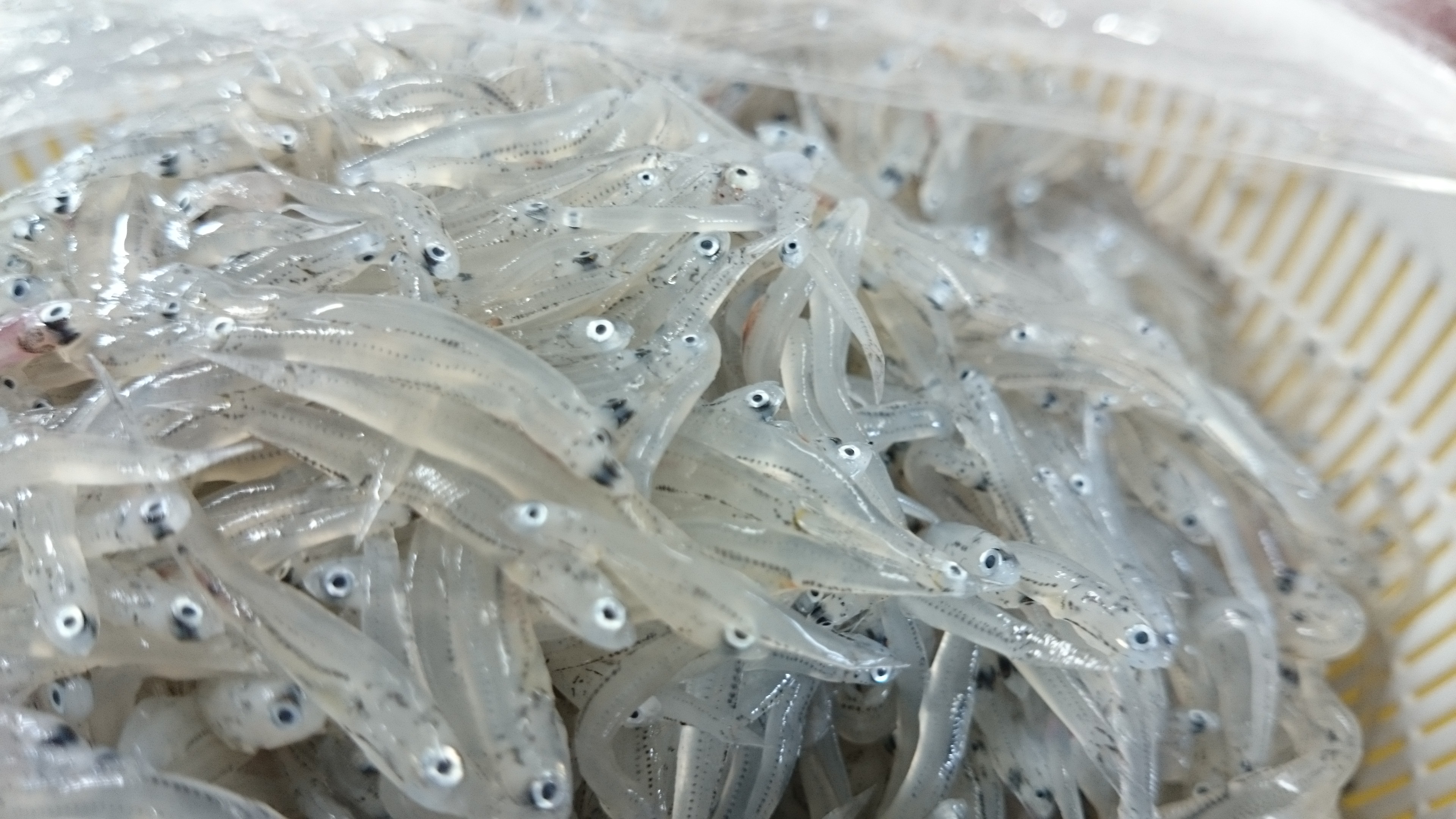 生しらす 幸の字