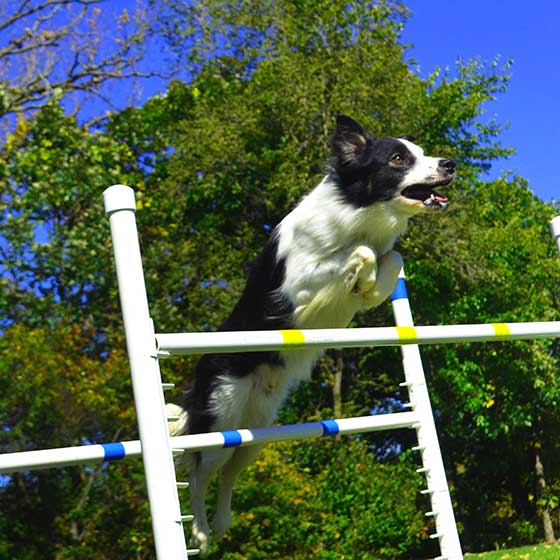 Dog training, Boarding Hampshire IL Dog Day Care Elgin IL South Elgin area