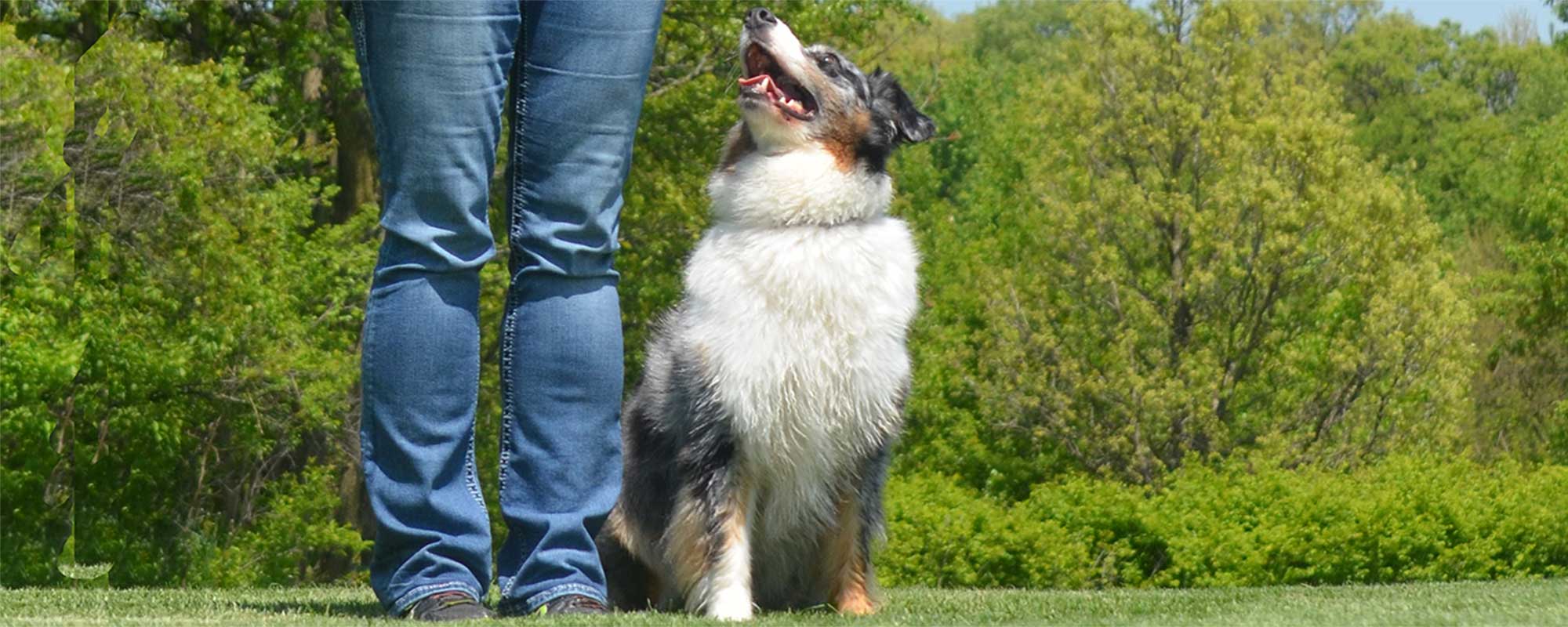 Dog training, Boarding Hampshire IL Dog Day Care Elgin IL South Elgin area